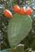 cactusmet4rodebloemen_small.jpg